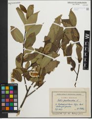 Foto von Salix pentandra L.